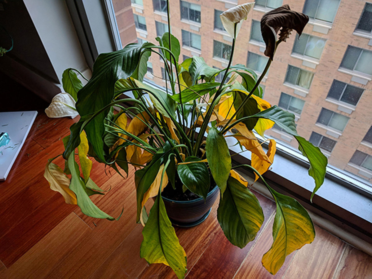 برگ زرد گیاه آپارتمانی، می‌تواند دوباره سبز شود؟ + راه حل