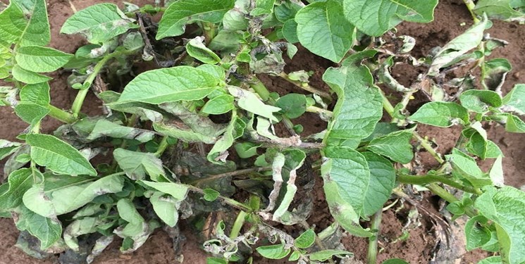 شیوع بیماری سفیدک دروغین در مزارع سیب‌زمینی اردبیل