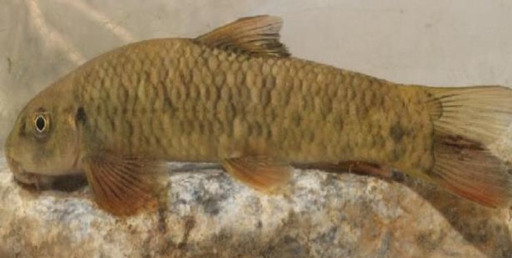 کشف یک گونه ماهی ۱۲ میلیون ساله توسط نخبه گیلانی