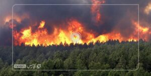 آماری نگران کننده از آتش‌سوزی در باغات گچساران