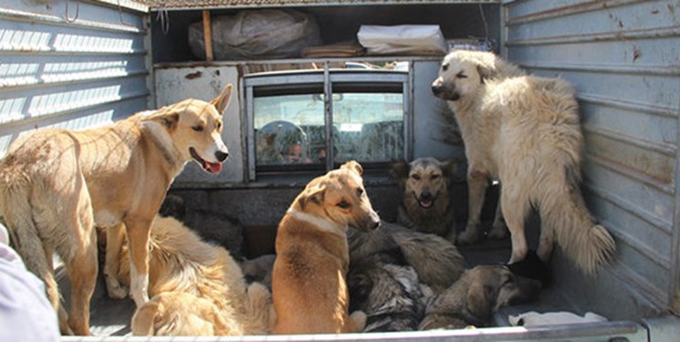تاکید فرماندار تهران بر ضرورت جمع‌آوری سگ‌های بلاصاحب