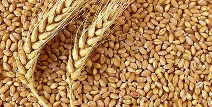 تحویل ۷۹ هزار تن گندم به سیلوهای شهرستان ورامین