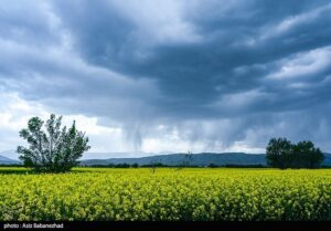 خرید دانه روغنی کلزا از مرز ۱۰۰ هزار تن گذشت