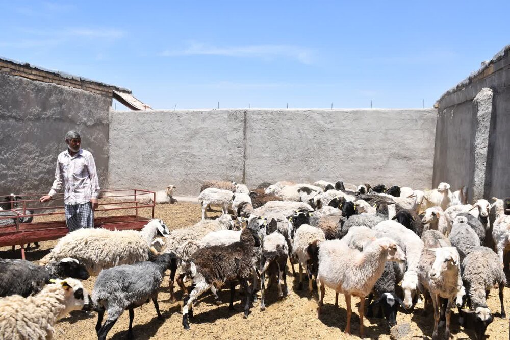 دام کم نیست؛ دامداران زیر قیمت نمی‌دهند