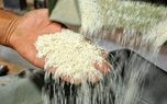 رسوب ۵۰۰ هزار تن برنج در شمال؛ پول دولت کفاف خرید نمی‌دهد!