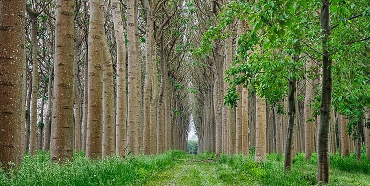 صدور شناسنامه الکترونیکی برای درختان جنگلی