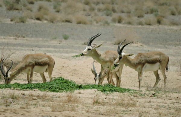 فرونشست در حال نفوذ به مرکز شهر اصفهان است