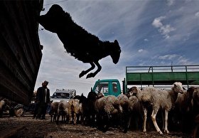 قاچاق گسترده دام از کشور/ روزانه ۵ هزار راس دام به عمان قاچاق می‌شود!