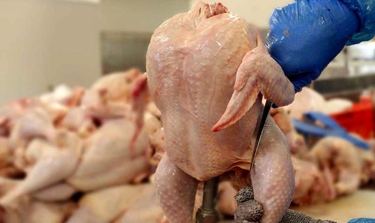 قیمت تمام شده مرغ برای مرغدار ۵۷ هزار تومان / فروش بالای ۸۰ هزار تومان ممنوع!