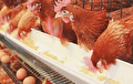 قیمت مرغ و تخم مرغ در بازار امروز ۱۰ تیرماه ۱۴۰۲
