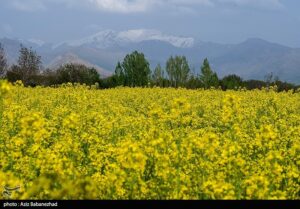 نرخ خرید تضمینی دانه‌های روغنی اعلام شد