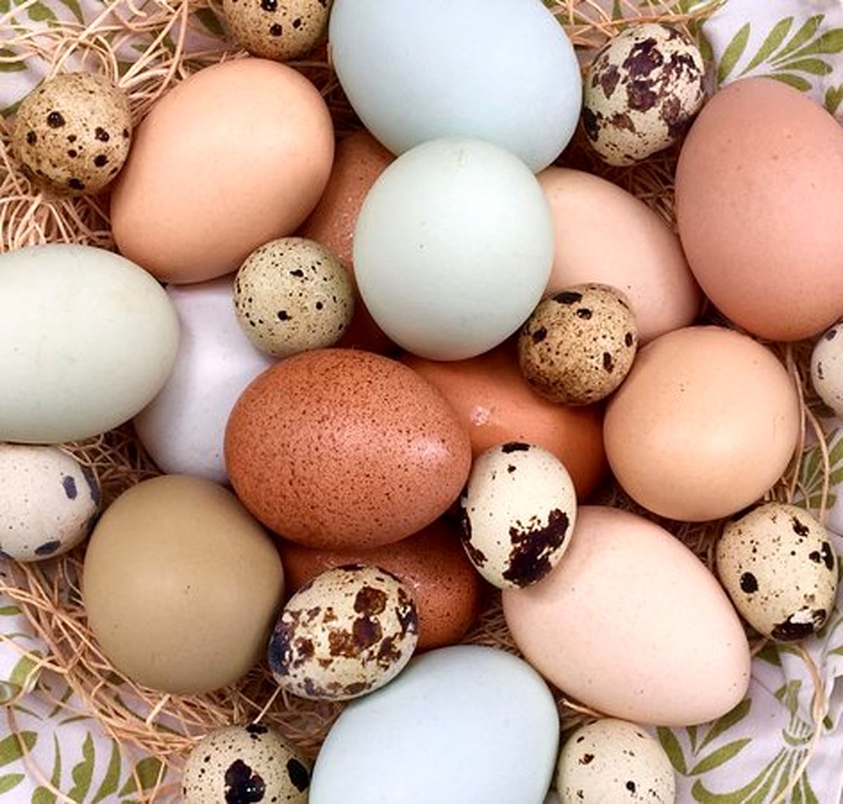 هر کیلو تخم بلدرچین بالای ۲ میلیون آب می‌خورد! + لیست قیمت تخم مرغ و بوقلمون …