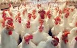 پیش‌بینی کاهش قیمت مرغ دقیقا برای چه تاریخی؟