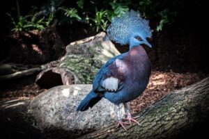 کبوتری به زیبایی‌ طاووس + عکس