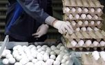 قیمت تخم مرغ تا پایان هفته گران تر می شود