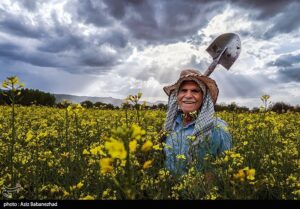 مطالبات کلزاکاران به زودی پرداخت می‌شود