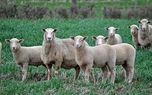 گوسفندهای رایگان استرالیا کجا می رود