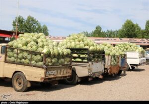 عرضه ۱۷۰ هزار تن هندوانه پاییزی در بازار برای شب یلدا