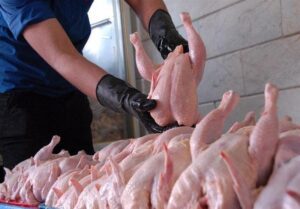 کاهش قیمت مرغ از ۲ هفته دیگر