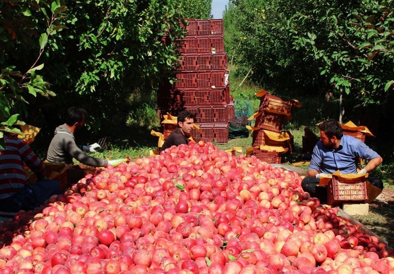 رتبه های زیر ۲۰ ایران در تولید ۳۳ محصول/ فائو: ایران در تولید ۷ محصول جزو ۵ کشور نخست جهان است