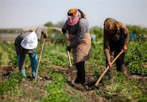 کاهش نرخ بیکاری در روستاها/ سهم ۳۱ درصدی صنعت در اشتغال روستانشینان