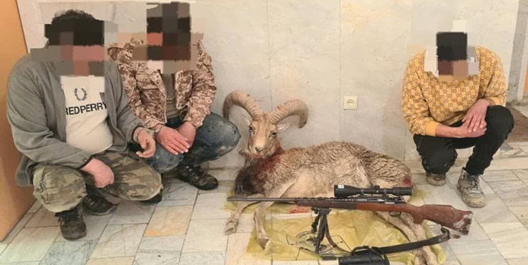 دستگیری ۳ شکارچی قوچ وحشی و کشف سلاح غیرمجاز در دماوند