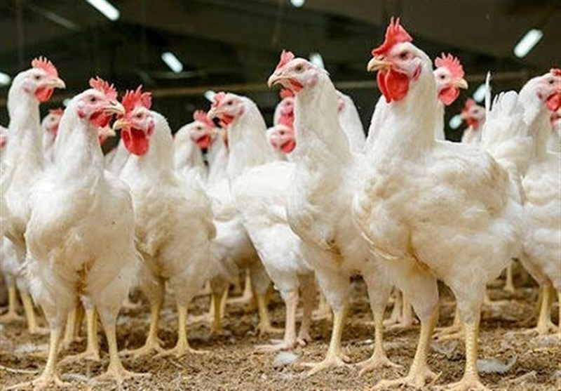 ضریب تبدیل مرغ آرین به ۱.۷ درصد کاهش یافت