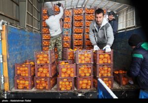 عرضه میوه تنظیم بازاری شب عید به زودی آغاز می‌شود