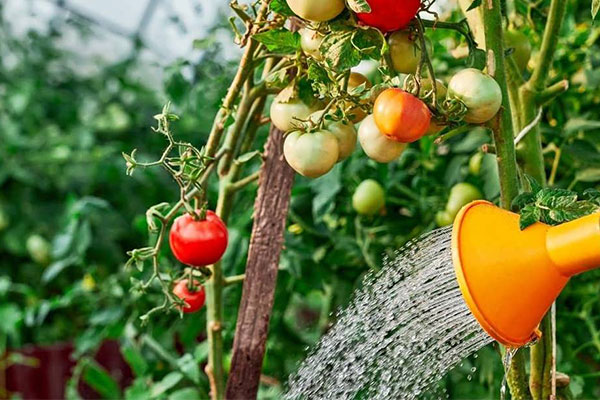 چه ابزارهایی برای پیوند نشا گوجه فرنگی مورد نیاز است؟