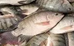 افزایش تولید ماهی خاص در ایران