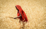 ذخایر گندم هند به پایین‌ترین سطح در ۷ سال گذشته رسید
