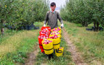 لغو عوارض صادراتی سیب به دنبال عدم تناسب عرضه و تقاضا