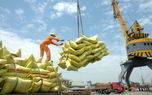 کاهش ۴۳ درصدی واردات برنج در ۱۱ ماه؛ ثبت بیشترین واردات در تیرماه + نمودار