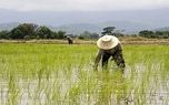 کشت بهترین برنج دنیا در ویتنام؛ تایلند از کورس رقابت جا ماند