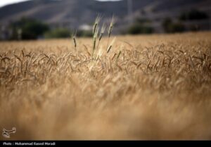 جداول خرید تضمینی گندم در سال ۱۴۰۳ ابلاغ شد