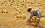 نامه گندمکاران به مجلسی‌ها؛ قیمت گندم را افزایش دهید/ پای دلالان به بازار گندم باز شد