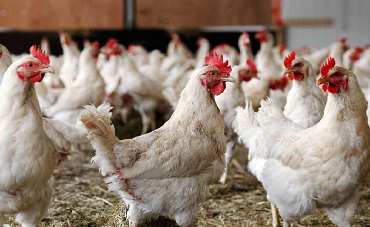 افزایش تولید گوشت و تخم‌مرغ در نژادهای اصلاح شده