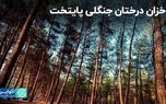 خشکی و آفت‌زدگی درختان پارک‌های جنگلی تهران