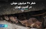 خطر ۲۰ میلیون موش در کمین تهران