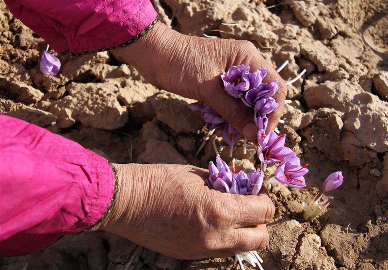 فائو و ایران پروژه جدیدی برای افزایش اصالت زعفران امضا کردند