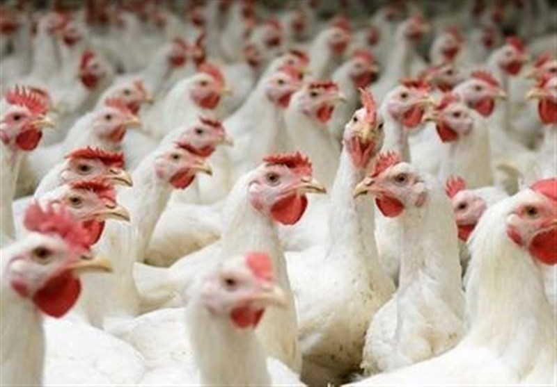 کشور در تولید مرغ امسال به خودکفایی پایدار می‌رسد