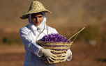 ۱۰ مشتری اصلی زعفران ایرانی کدامند؟