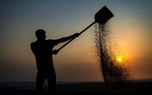 افزایش ۵ درصدی خرید گندم/ اصفهان، گلستان و اردبیل پیشتاز شدند