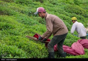 خرید ۸۴ هزار تن برگ سبز چای از چایکاران