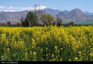 درخواست جهاد کشاورزی برای پرداخت سریعتر مطالبات کلزا کاران