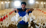 نقشه خرید مرغ مازاد در ایران؛ کدام استان‌ها بیشترین سهم را دارند؟