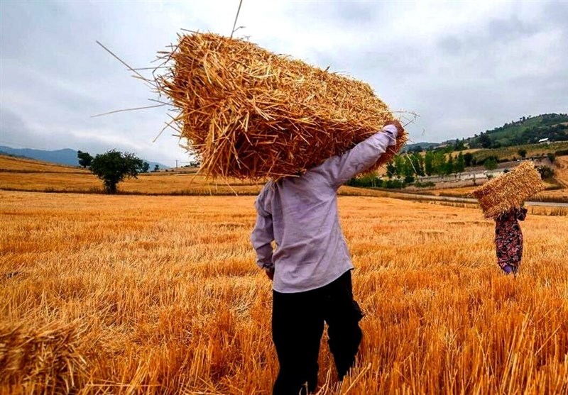 گندم تولیدی کشاورزان به هر میزان از سوی دولت خریداری می‌شود