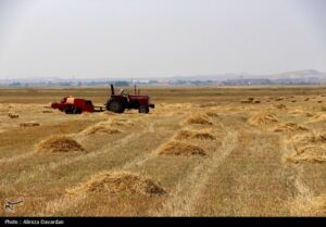 ۶ میلیون تن گندم به صورت دیم در کشور تولید شد