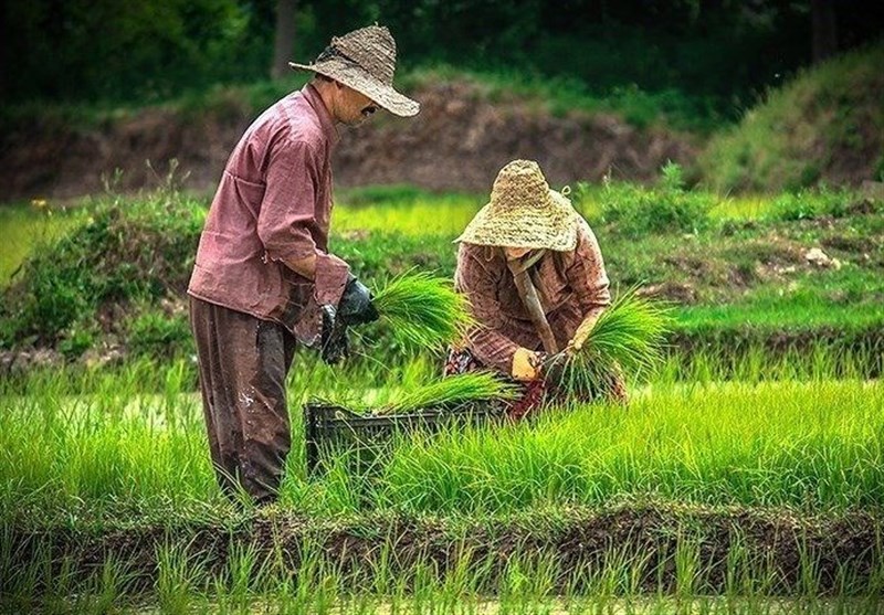 حال خوش برنجکاران با برداشت "رتون"/ طلای دوباره‌زاد چیست؟