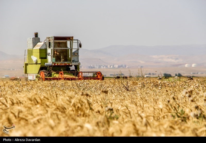 مطالبات گندمکاران تا آخر فردا تسویه می‌شود